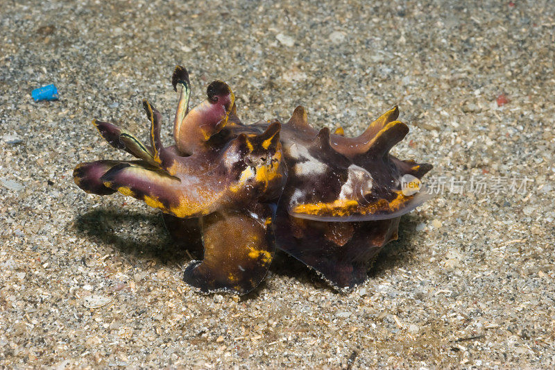 火龙特罗，Cuttlefish Metasepia pfefefferi, black stone, Manado，北苏拉威西，印度尼西亚